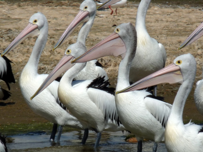 Pelikane am Long Point